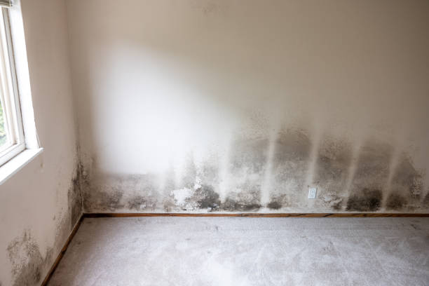 Dorothy, NJ Mold Removal Company